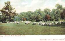 Vintage Postcard Elizabeth Park Sheep Flock Hartford Connecticut picture