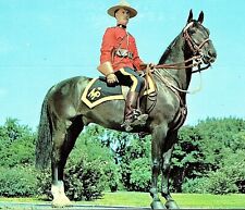 Royal Canadian Mounted Policeman Postcard Uniform Horse   pc62 picture