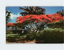 Postcard Flame Trees in Hawaii USA picture