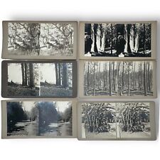c1915 Lot of 6 - One of a Kind Family Travel Photo Stereoviews - Trees, Lumber picture