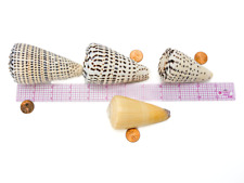 3 Betuline/Leopard Cone Shells & 1 Conus Virgo w/Purple tip Cone Shell picture