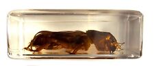 44mm Real Mole Cricket in Lucite Resin Science Education Collection Specimen picture