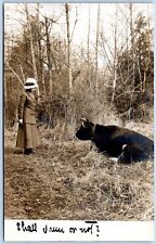 Postcard RPPC Woman Staring Down Resting Bull 1912 R42 picture