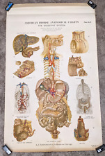 Vtg 1947 American Frohse Max Brodel Digestive System Human Body Anatomical Chart picture