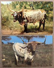 LOT OF TWO POSTCARDS FEATURING TEXAS LONHORNS UNPOSTED POSTCARD B7 picture