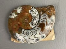 217g, 4”Large Goniatite Ammonite Polished Mineral Morocco picture