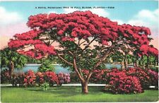 Beautiful Poinciana Tree, A Royal Poinciana Tree In Full Bloom, Florida Postcard picture