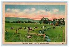1951 Greetings From Clinton Massachusetts MA, Farm Cows View Vintage Postcard picture