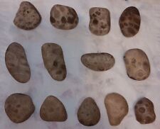 Petoskey Stone Lot Lake Michigan Craft Rocks Unpolished 13pc Small Hexogonoria  picture