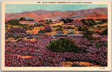 Los Angeles CA-California, Wild Flower Verbenas in the Desert, Vintage Postcard picture