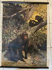Original vintage school chart of Chimpanzee , monkey  litograph , Karl Wagner picture