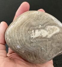 LARGE Michigan Sea Sponge Fossil (Stromatoporoid) 4
