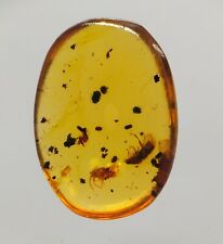 100 MILL. YEARS BURMITE AMBER WITH BEETLE, MILLIPEDE & OTHER INSECT (ABR15/39) picture