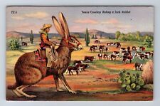 Texas Cowboy Riding A Jack Rabbit, Comic, Antique, Vintage Souvenir Postcard picture