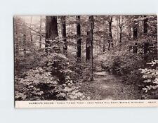 Postcard Warren's Woods, Virgin Timber Tract, Michigan picture