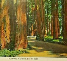 Vintage California Redwoods Highway Postcard Majestic Redwoods Linen Post Card picture
