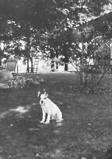 Vintage 1940s Photo Adorable Puppy Dog Black Eye Spotted Belly in Backyard picture
