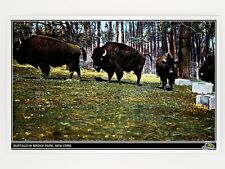 Buffalo in Bronx Park, New York 1908 Postcard [METALLIC LUSTER] GleeBeeCo #7B9A picture