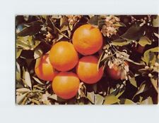 Postcard Magnificent Diplay of Fruit and Blossoms Southland Orange Groves picture