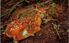 Greetings Cadillac Michigan Fawn Deer Plastichrome Vintage Postcard picture