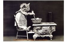 Vintage Kitty Cat Cooking PHOTO Kitten Chef Kitchen Dinner Cute Pic picture