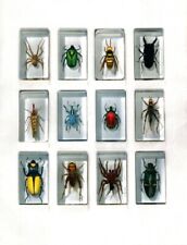 Insect collection. Unopened, vintage, real  . 23 different species of insects picture