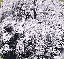 Coffee Pickers At Work, Guadeloupe, c1910's, Magic Lantern Glass Slide picture