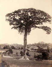 Cotton Tree Mandeville Jamaica West Indies In 1892 OLD PHOTO picture