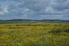 Photo 12x8 Buttercups on Dean Height  c2008 picture