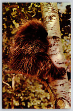 Postcard Porky The Porcupine Animal picture
