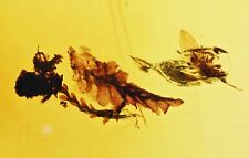 Nice botanical leaves with insect, Fossil Inclusion in Dominican Amber picture