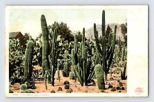Postcard California Cactus Garden Pre-1907 Unposted u2 Back picture