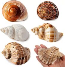 5PCS Large Hermit Crab Shells | Natural Sea Conch Size 2.8 - 3.9 Opening Si picture