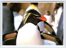 Penguin Sea World Vintage 4x6 Postcard AF367 picture
