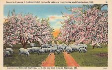 Hancock MD Maryland Cohill Orchards Angora Goats Cleaning Ground Postcard D46 picture