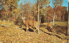 Two Deer Doe Feeding, Buck Deer Standing Guard, Fall Colors, Vintage Postcard picture