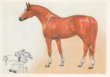 Named Russian Budyonny Horse REIS Postcard Size Card 1987 Glukharev Artist picture