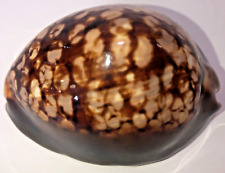 RARE, Large 74.27mm Glossy Seashell From Collection, Highest Quality RARE picture