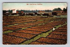Scenic View Of Fruit Drying In California, Antique, Vintage c1910 Postcard picture