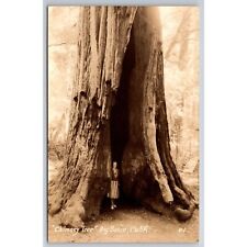 Postcard Vintage Chimney Tree Big Basin California RPPC 0468 picture