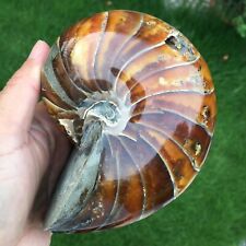 871g Natural Ammonite Fossil Conch Crystal Specimen Healing 503 picture