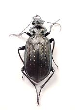 Ground Beetle: Calosoma sayi (Carabidae) USA Coleoptera picture