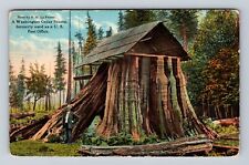 Port Angeles WA-Washington, Washington Cedar Stump, Antique, Vintage Postcard picture
