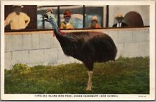 c1920s CATALINA ISLAND BIRD PARK Calif. Postcard 