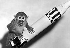First Animal in Space PHOTO Squirrel Monkey MISS BAKER, Funny Rocket Monkey picture