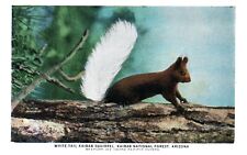 Postcard - White Tail Squirrel in Kaibab National Forest Arizona Union Pacific picture