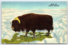 Original Old Vintage Outdoor Postcard Animal Musk Ox Arctic Region Snow picture