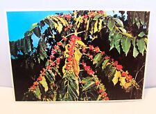 Printed Picture Coffee Beans grown in the Kona area  Royal Mini Print  B 6 picture