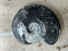 Huge Goniatite Ammonite Fossil—390 M Year Old Polished Mollusk Specimen 13.5” picture