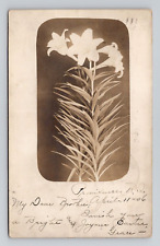 Postcard RPPC White Easter Lily Flowers Real Photo, Antique i3 picture